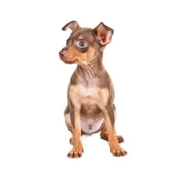 俄羅斯玩具獵犬在白色背景