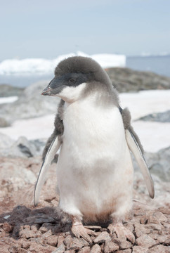 小雞Moulting Adelie penguin。
