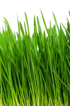 小麥草