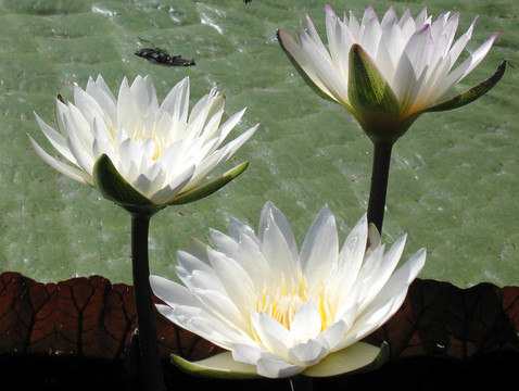 水百合
