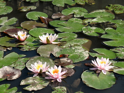 水百合