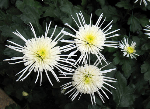 菊花