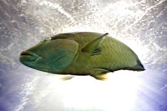 珊瑚礁魚拿破侖在藍(lán)水。