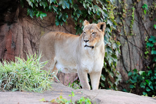 芝加哥動(dòng)物園