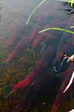 主運(yùn)行藍(lán)色支持的鮭魚2