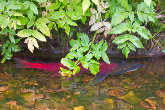 主要經(jīng)營(yíng)藍(lán)背魚(yú)（Oncorhynchus nerka）