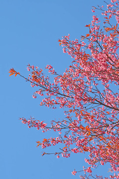 粉紅色的花