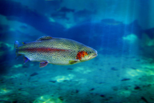 虹鱒魚游泳