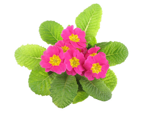 粉紅色櫻草；以上觀點(diǎn)；白色隔離