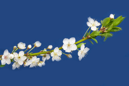 藍(lán)色背景上的蘋果花