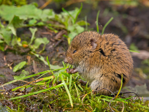 Vield vole（田鼠蛞蝓）