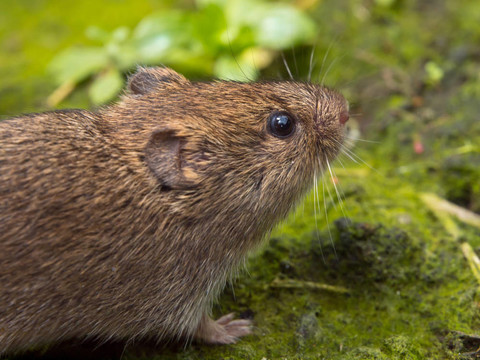 Vield vole（田鼠蛞蝓）