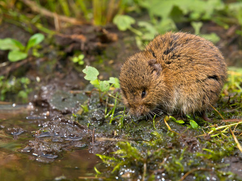 Vield vole（田鼠蛞蝓）