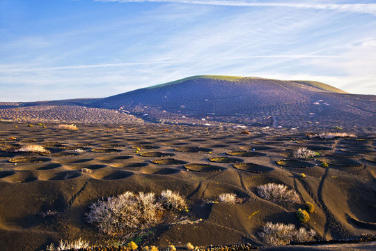 景觀拉赫里亞蘭薩羅特島；火山美國(guó)聽(tīng)力障礙協(xié)會(huì)葡萄酒區(qū)