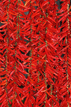紅辣椒莢在陽光下閃閃發(fā)光