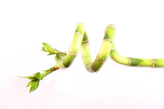 竹