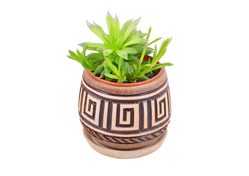 綠色的肉質(zhì)植物龍舌蘭；孤立在白色背景