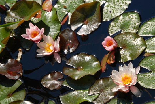 粉紅色的水百合