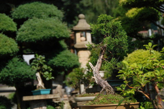 盆景