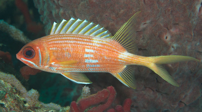 在附近的一個(gè)桶狀海綿礁金鱗魚