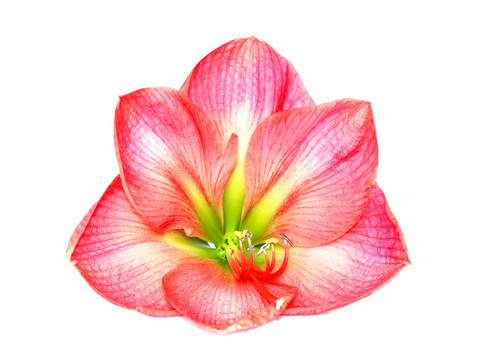 粉紅色的孤挺花