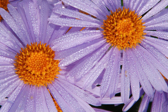 dasies