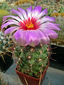 仙人掌花