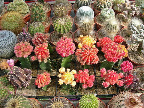 紅色的仙人掌