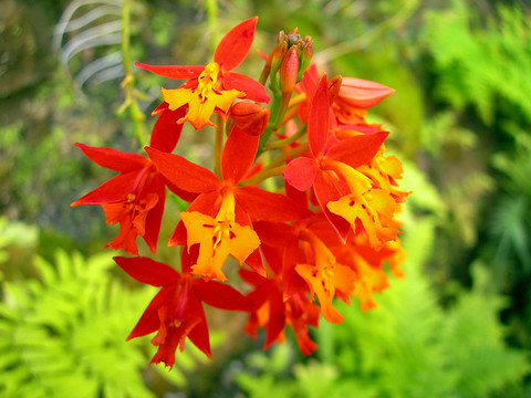 紅蘭花