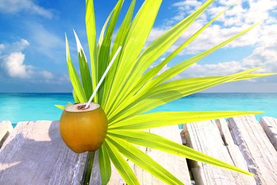 椰子新鲜在加勒比海码头“棕榈叶