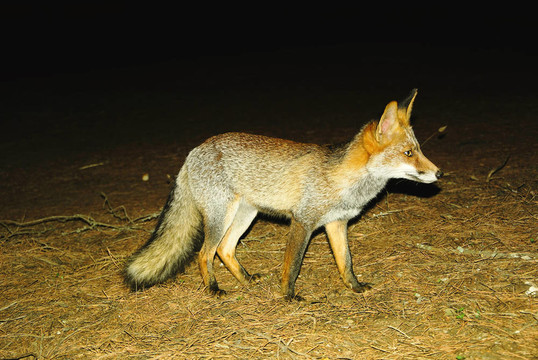 Fox在夜晚