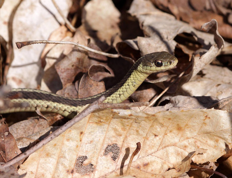 聚焦Garter Snake