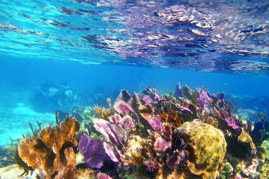 caribbena瑪雅海濱多彩珊瑚礁