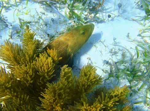 加勒比石斑魚在沙底