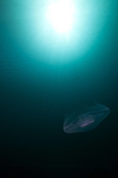 Moon jellyfish和太陽(yáng)在紅海。