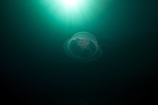 Moon jellyfish和太陽在紅海。