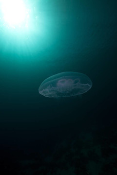 Moon jellyfish和太陽在紅海。