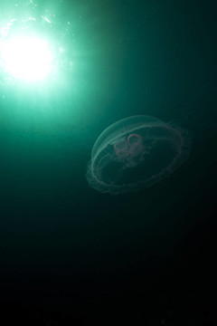 Moon jellyfish和太陽(yáng)在紅海。