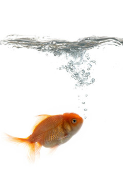 寵物魚在水里