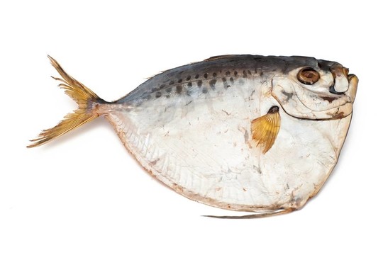 魚