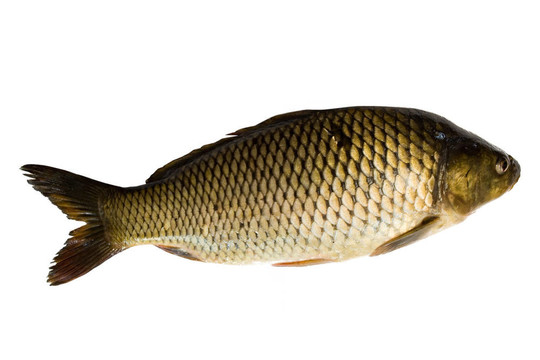 魚