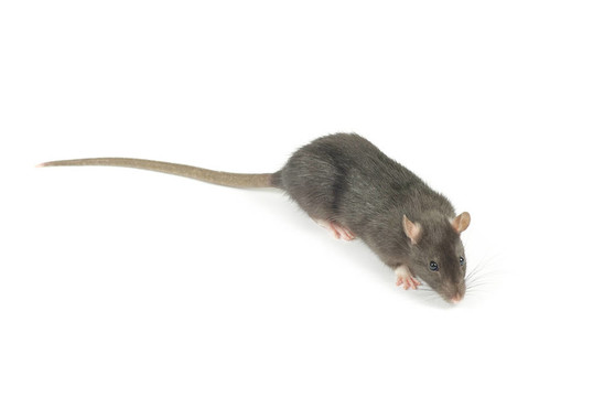 老鼠