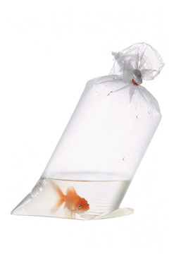 塑料袋中的金魚