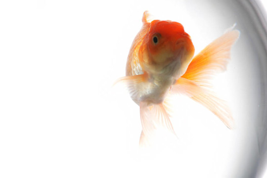 金魚(yú)在魚(yú)缸里
