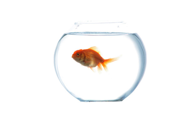 魚缸里的金魚