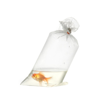 塑料包裝中的金魚(yú)