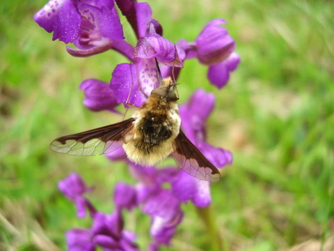 bombylius主要在澤西的蘭花