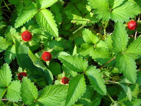 一片野草莓