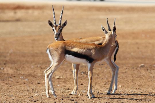 兩個優(yōu)雅的gazelle Thomson要滿足