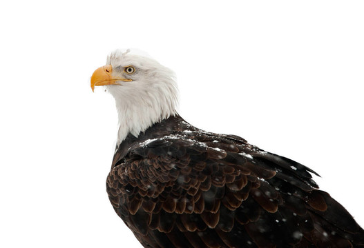 人像禿鷹（白頭海雕washingtoniensis）
